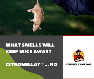 Mice, mouse repellent smells